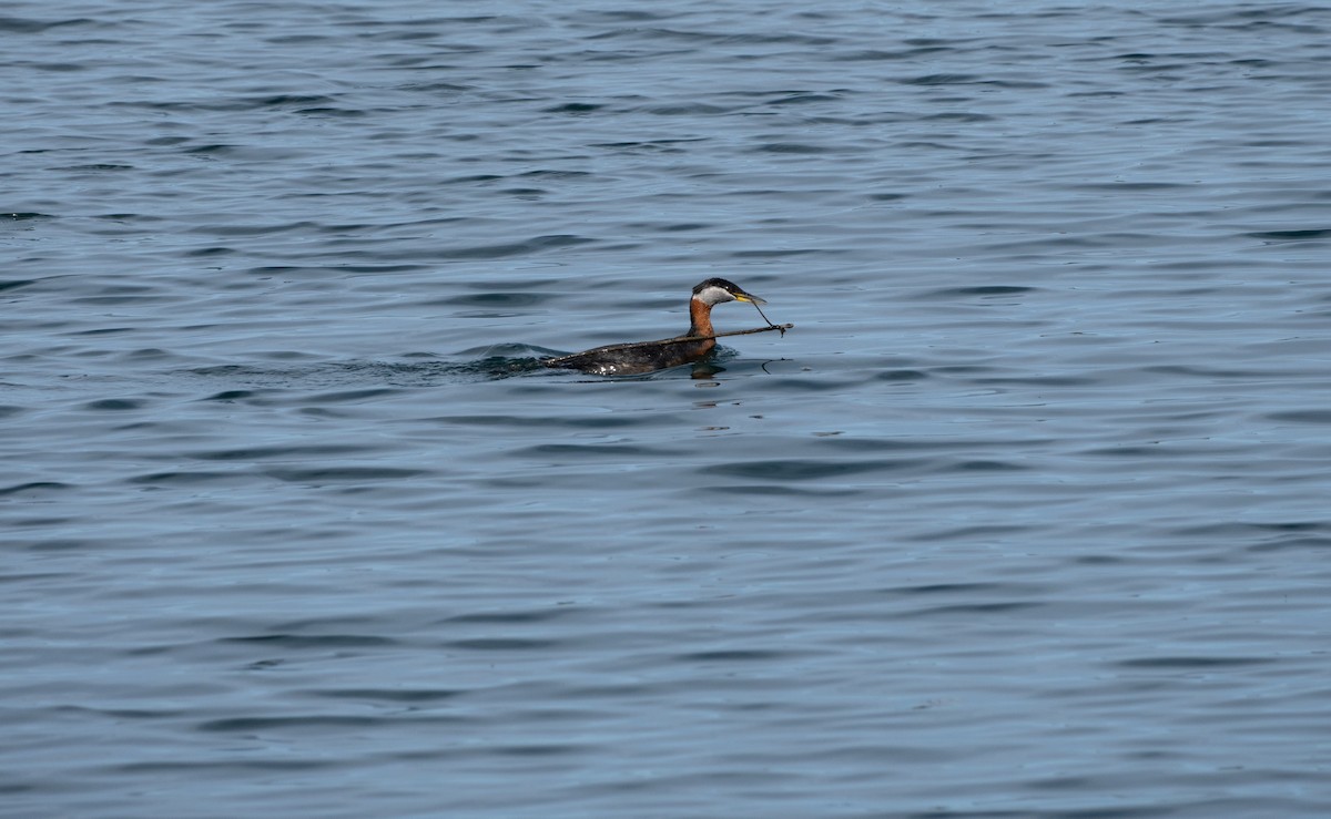 Red-necked Grebe - ML618752635