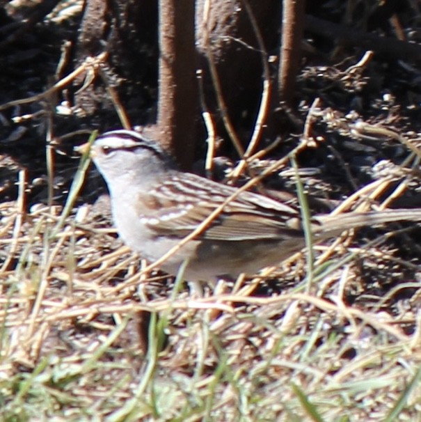 White-crowned Sparrow - ML618752641