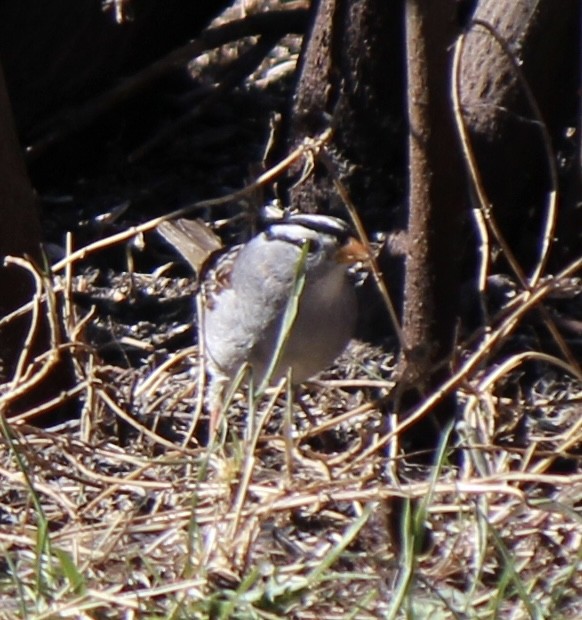 White-crowned Sparrow - ML618752642