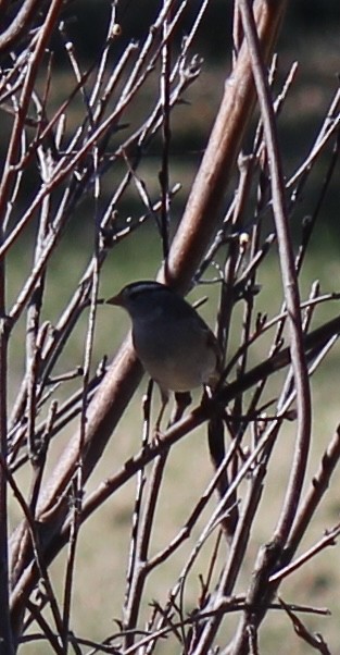 White-crowned Sparrow - ML618752643