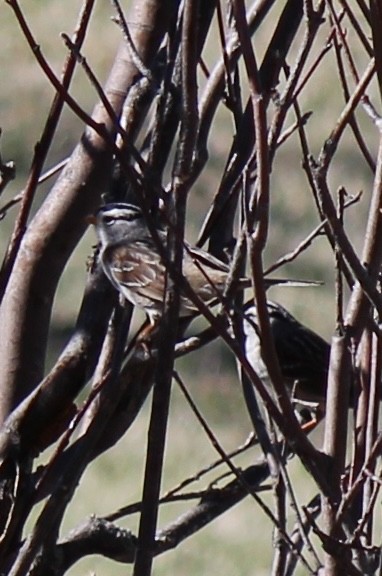 White-crowned Sparrow - ML618752648