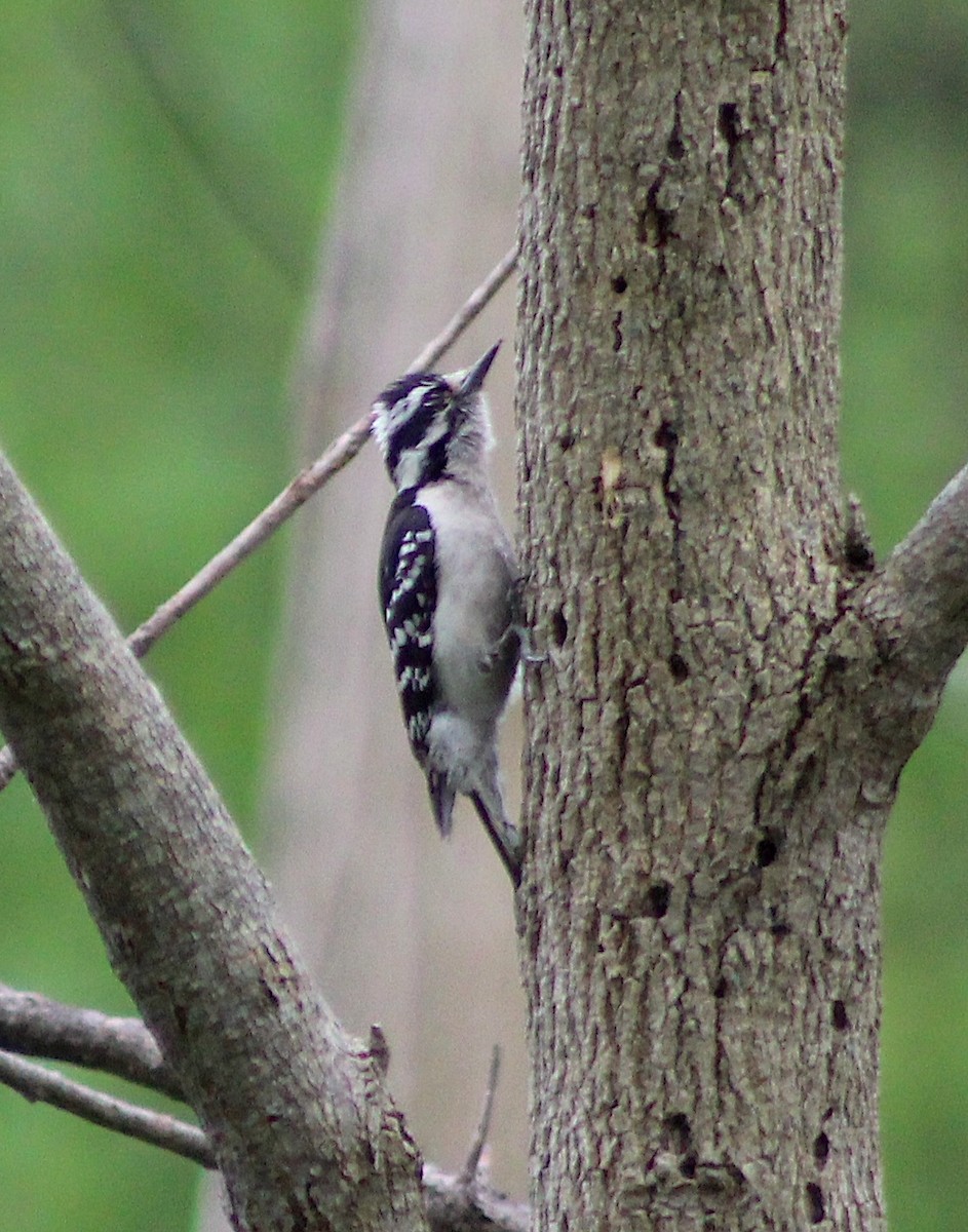 Downy Woodpecker - ML618752657