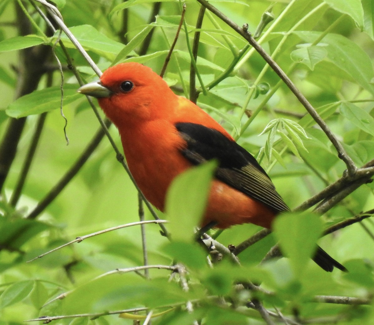 Scarlet Tanager - ML618752708
