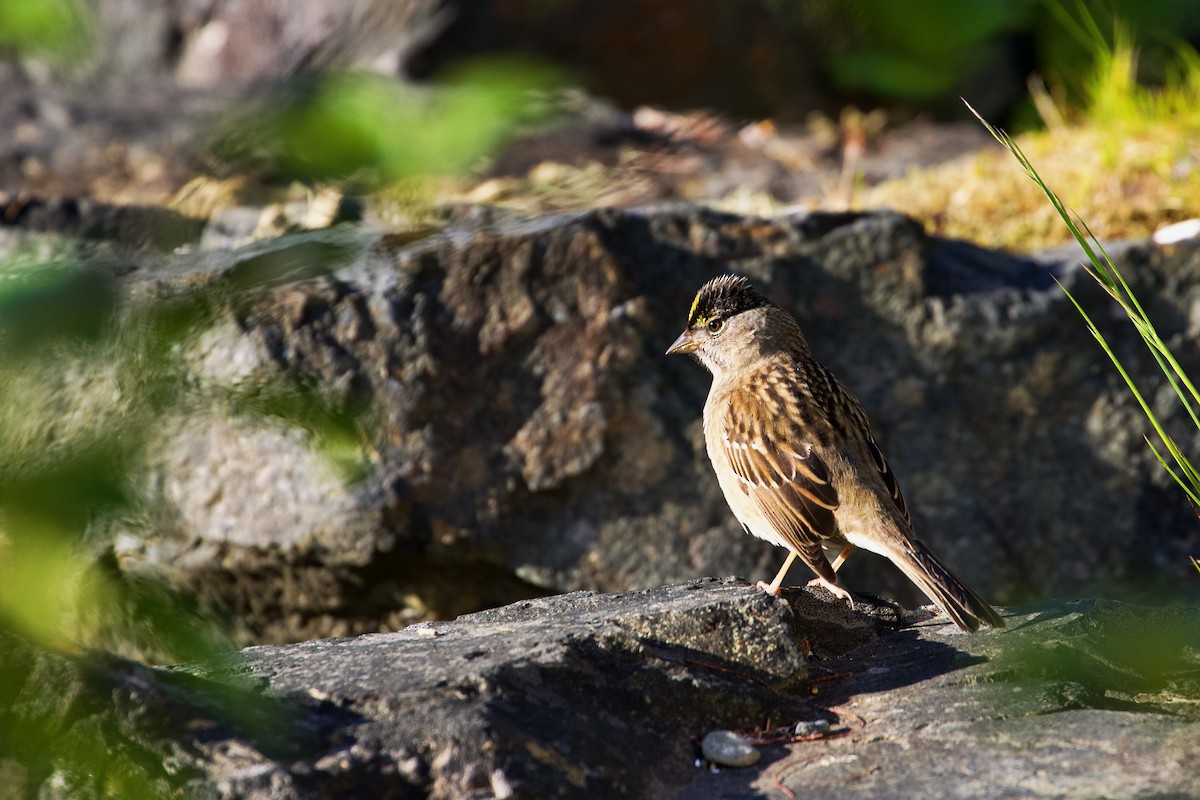 Golden-crowned Sparrow - ML618752718