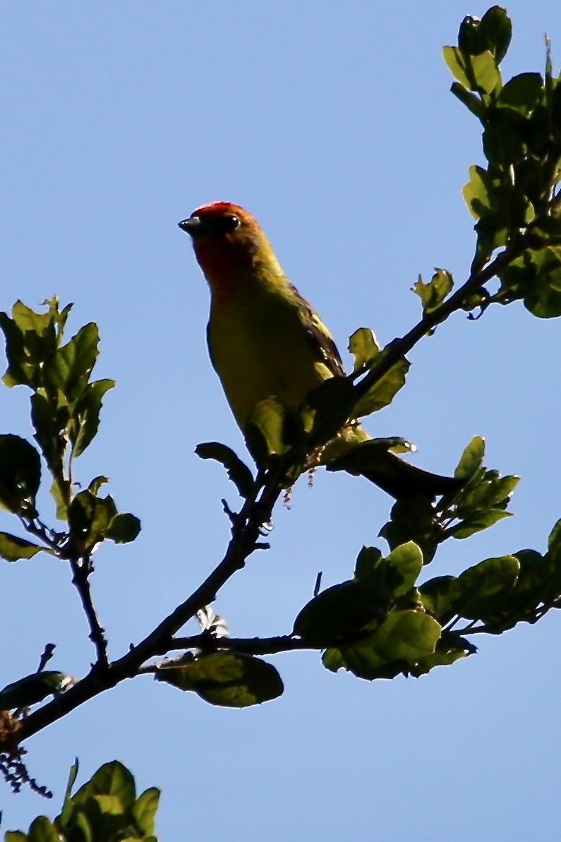 Western Tanager - ML618752768
