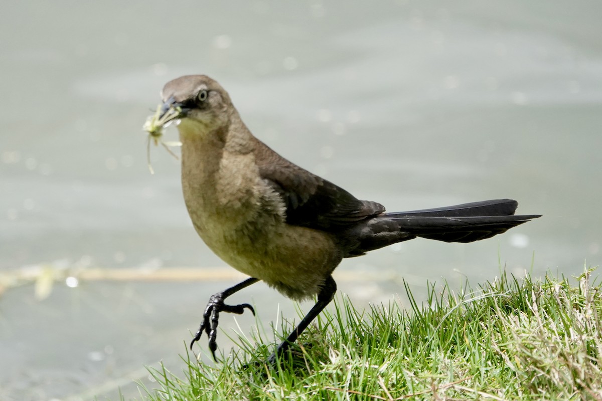 Great-tailed Grackle - ML618752773