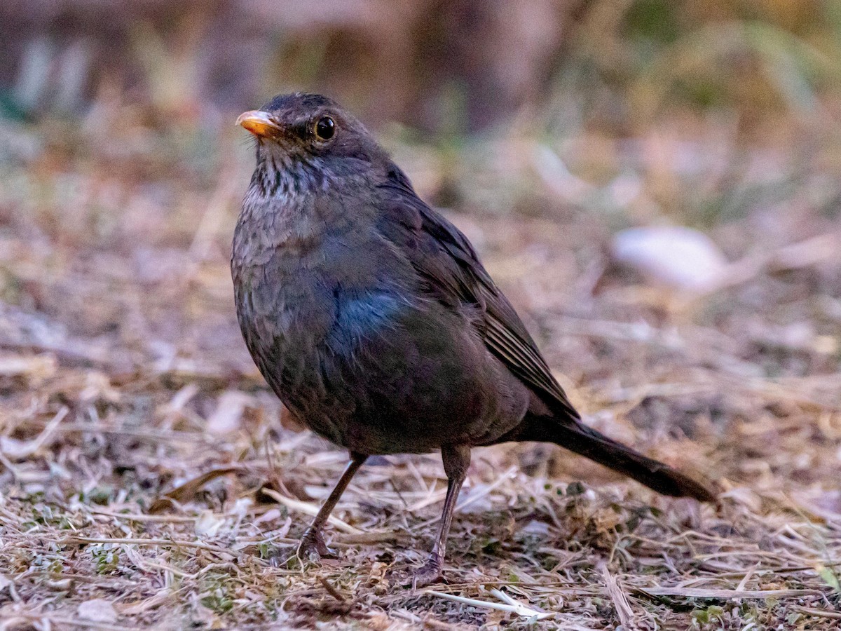 Eurasian Blackbird - ML618752775