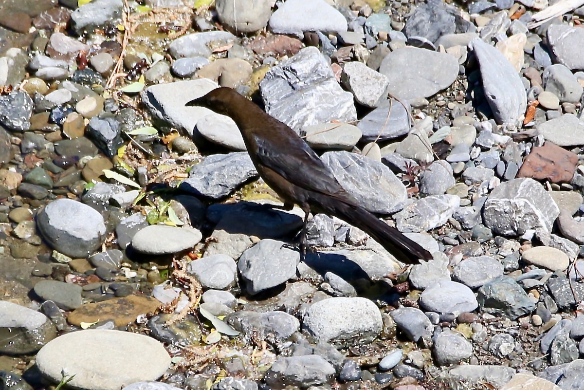Great-tailed Grackle - ML618752805