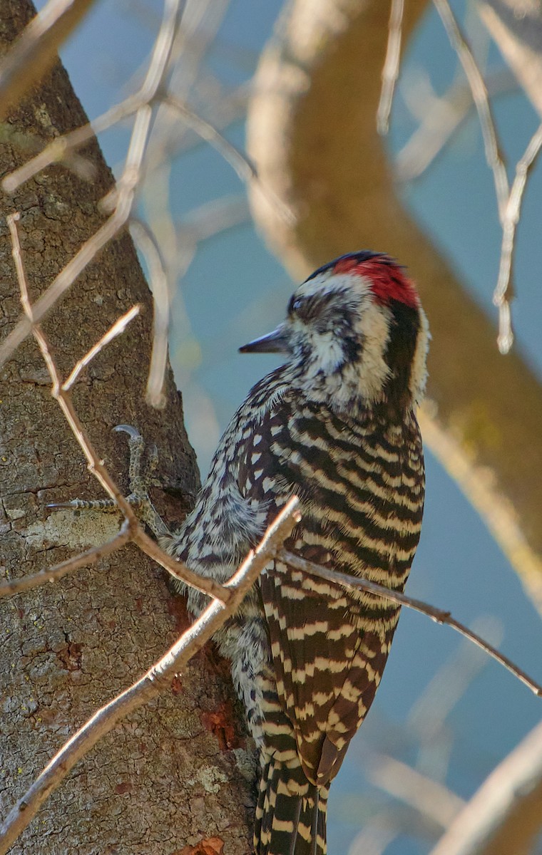 Striped Woodpecker - Angélica  Abarca