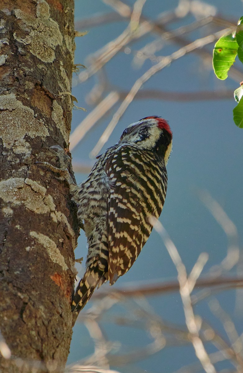 Striped Woodpecker - ML618752840