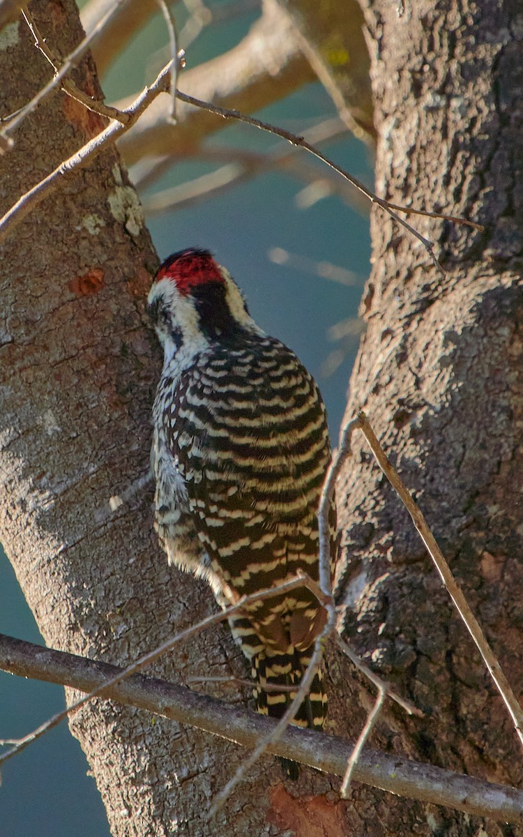 Striped Woodpecker - Angélica  Abarca