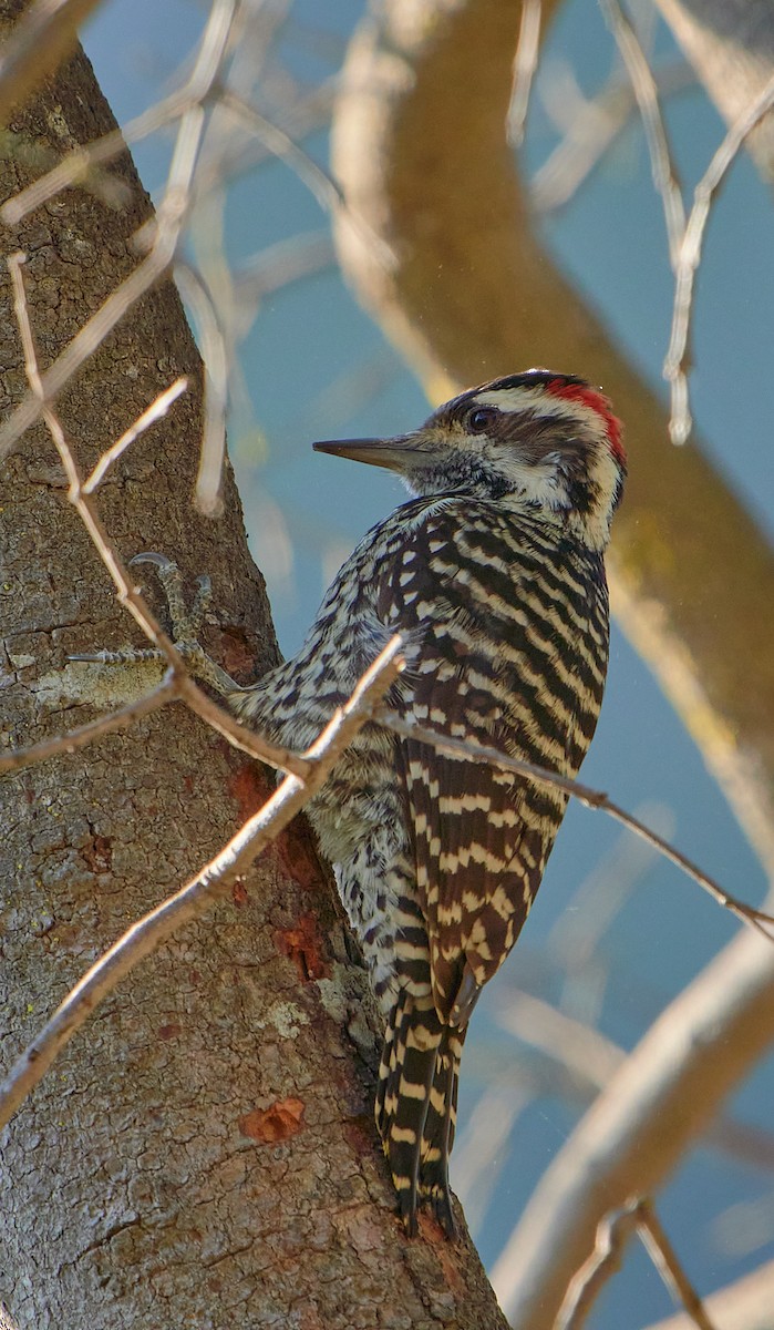 Striped Woodpecker - ML618752842