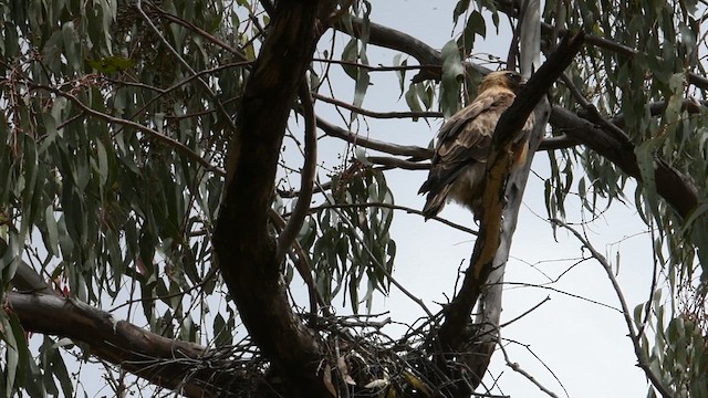 Австралийский орёл-карлик - ML618752862
