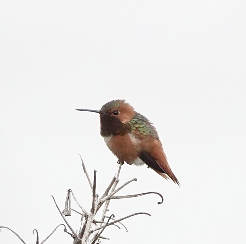 Allen's Hummingbird - ML618752864