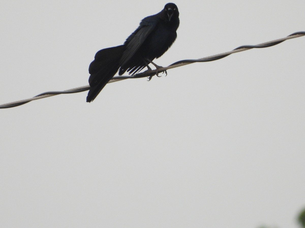 Great-tailed Grackle - ML618752877