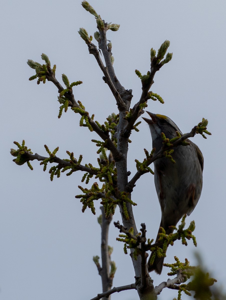 White-throated Sparrow - ML618752885