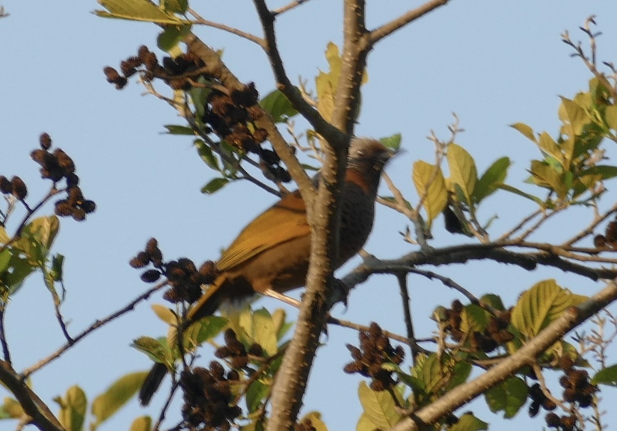 Chestnut-crowned Laughingthrush - ML618752968