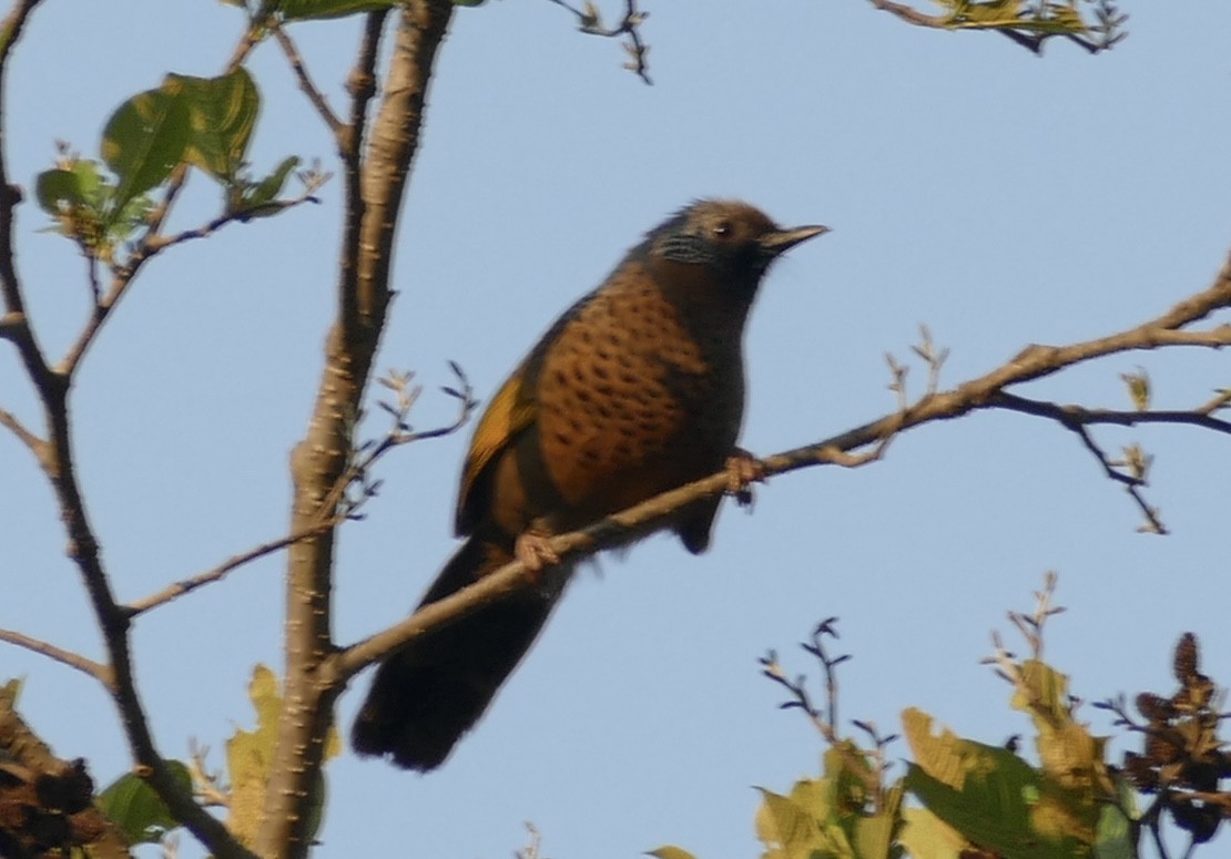 Chestnut-crowned Laughingthrush - ML618752969