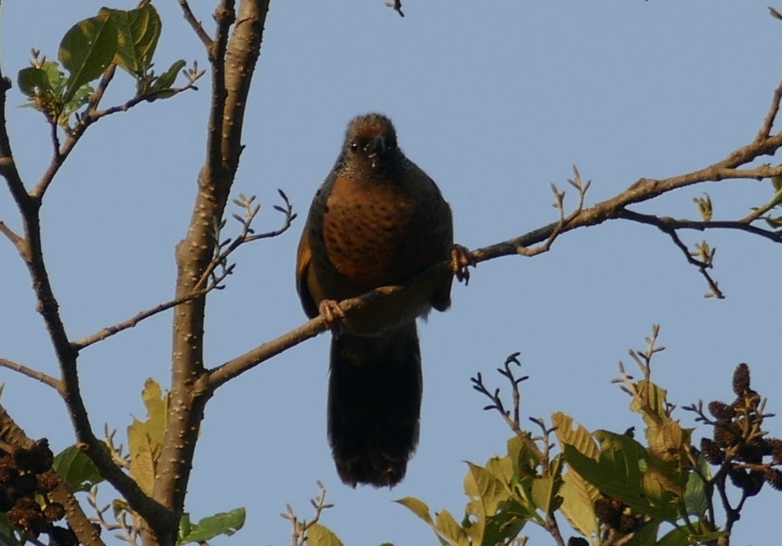 Chestnut-crowned Laughingthrush - ML618752970