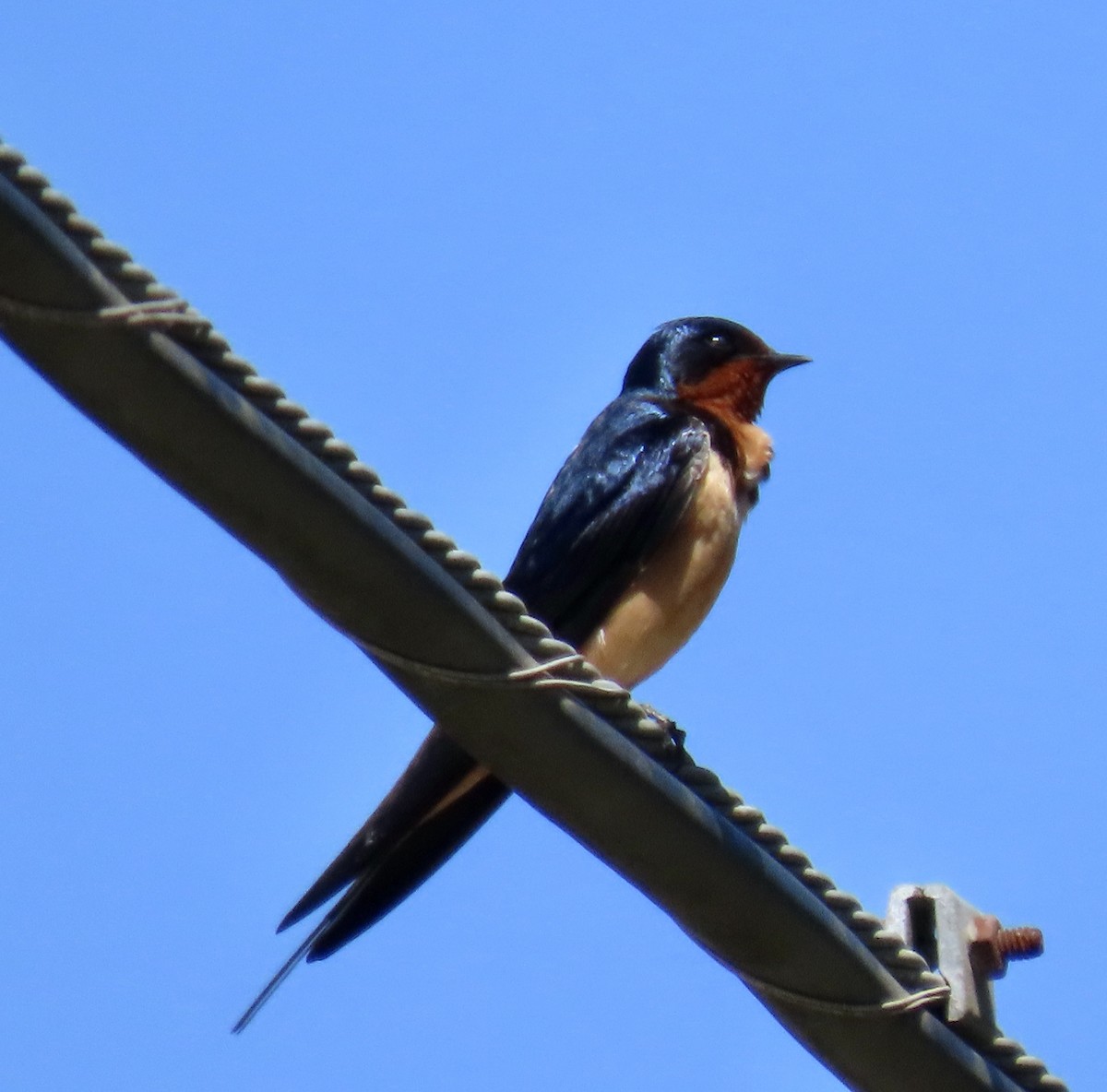 Barn Swallow - ML618752972