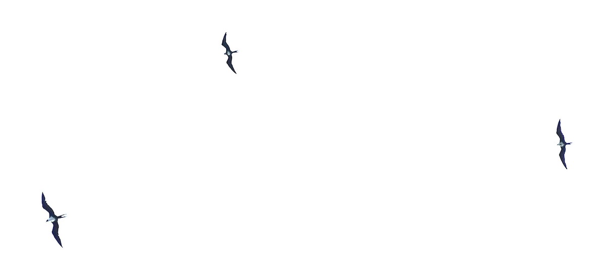 Christmas Island Frigatebird - ML618752984