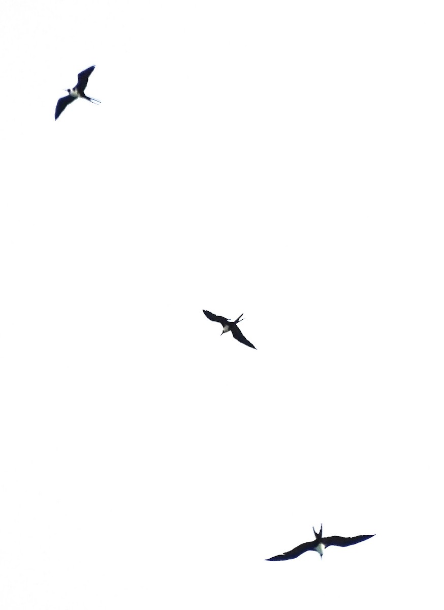 Christmas Island Frigatebird - ML618752987