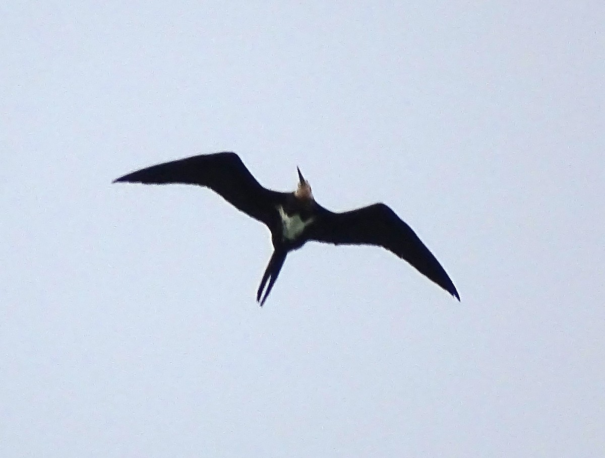 Christmas Island Frigatebird - ML618752988