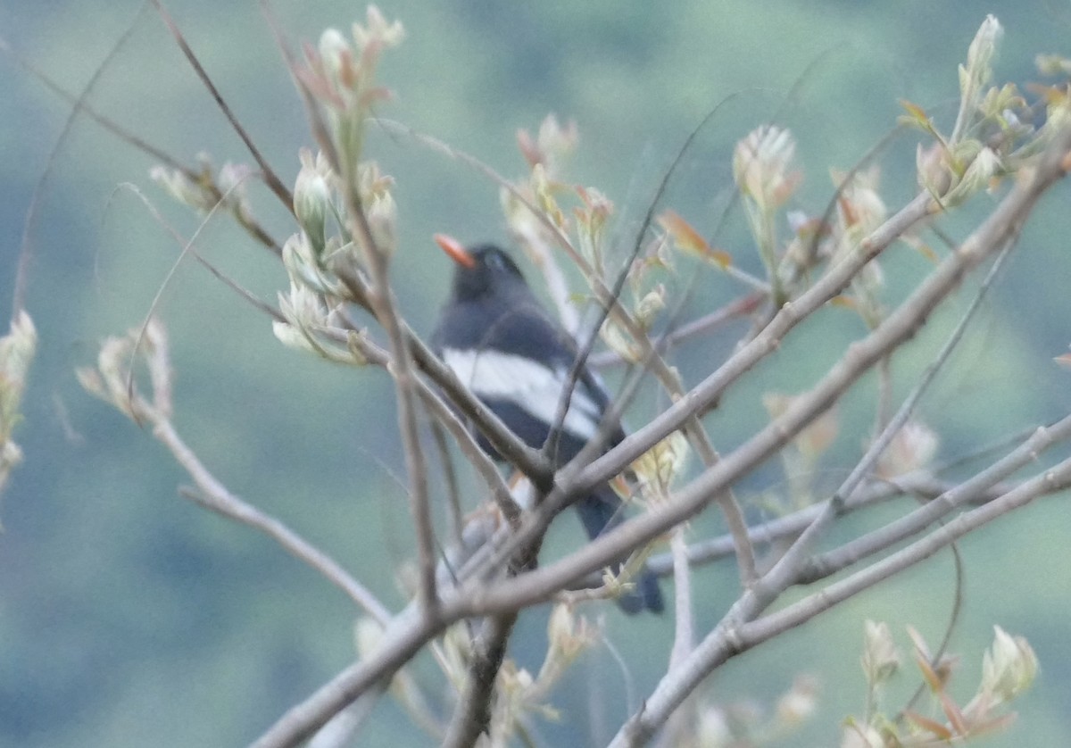 Gray-winged Blackbird - ML618752997