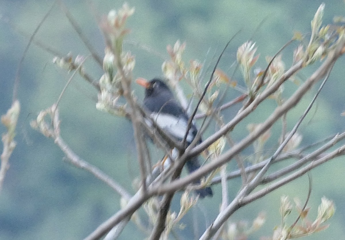 Gray-winged Blackbird - ML618752998