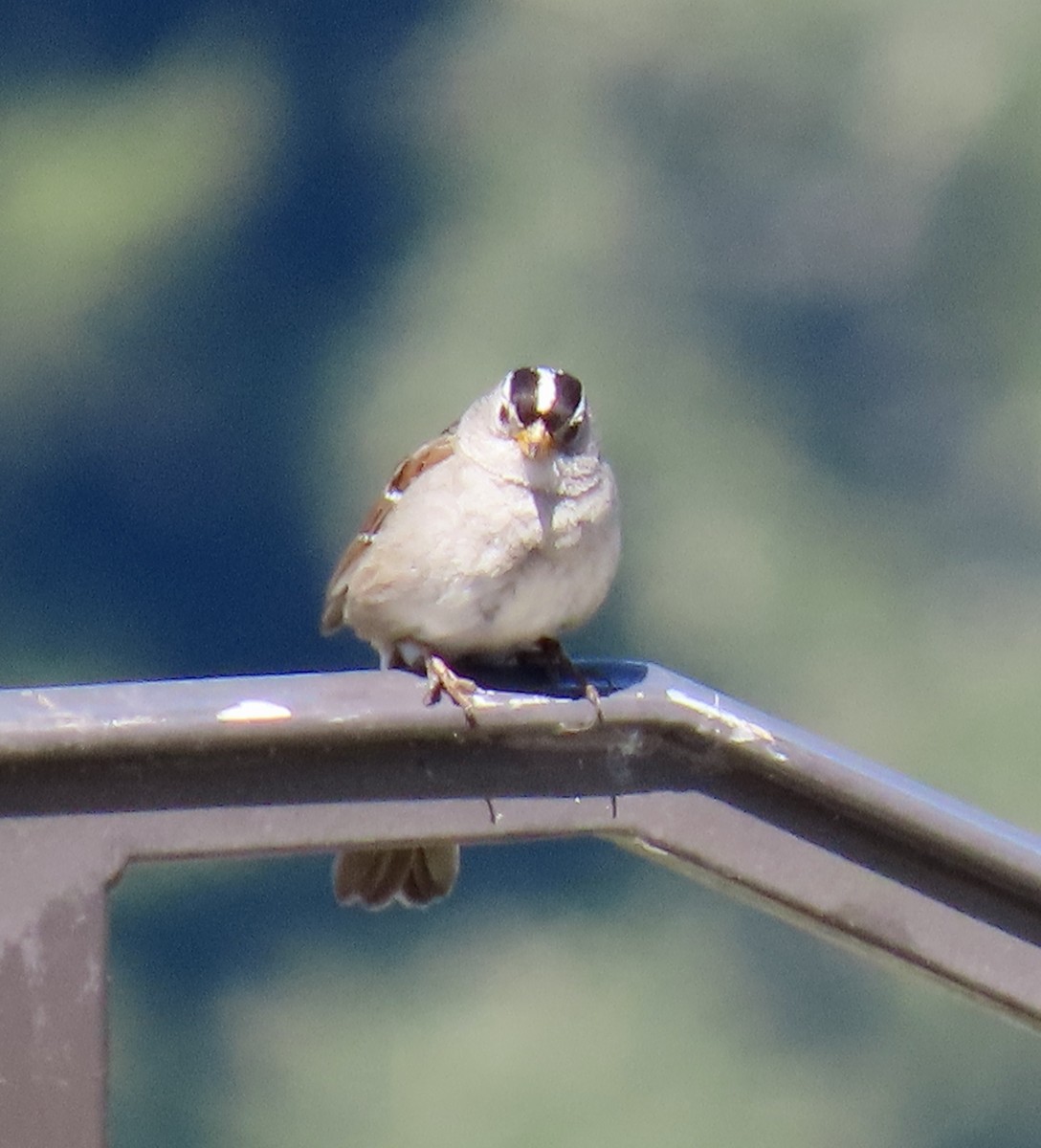 White-crowned Sparrow - ML618753015