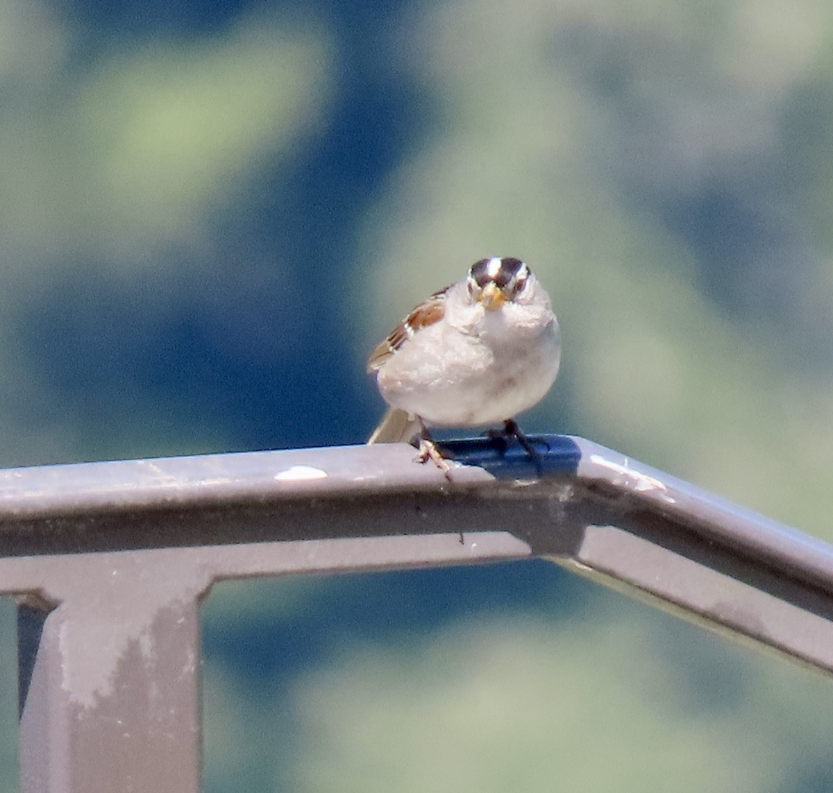 White-crowned Sparrow - ML618753016