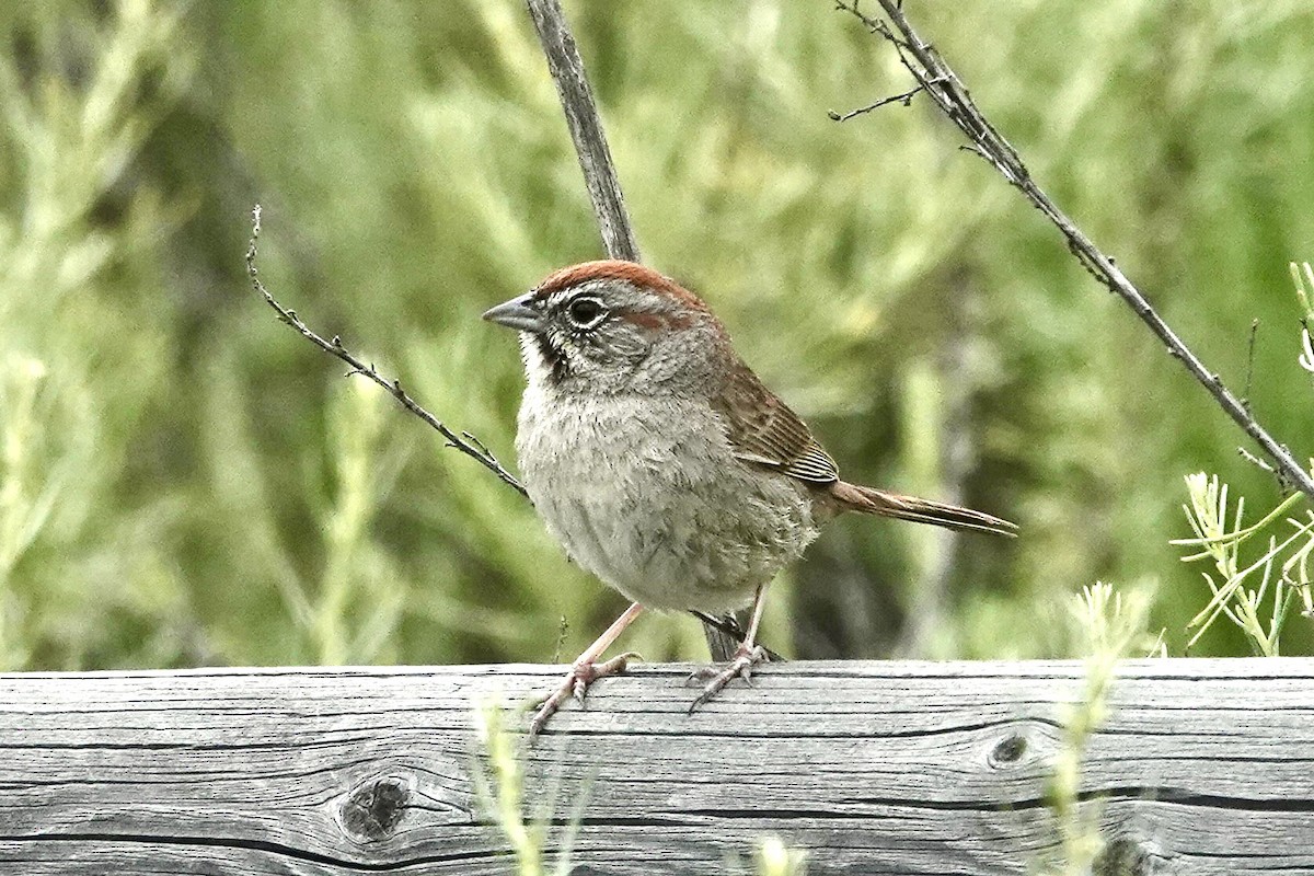 Rufous-crowned Sparrow - ML618753020