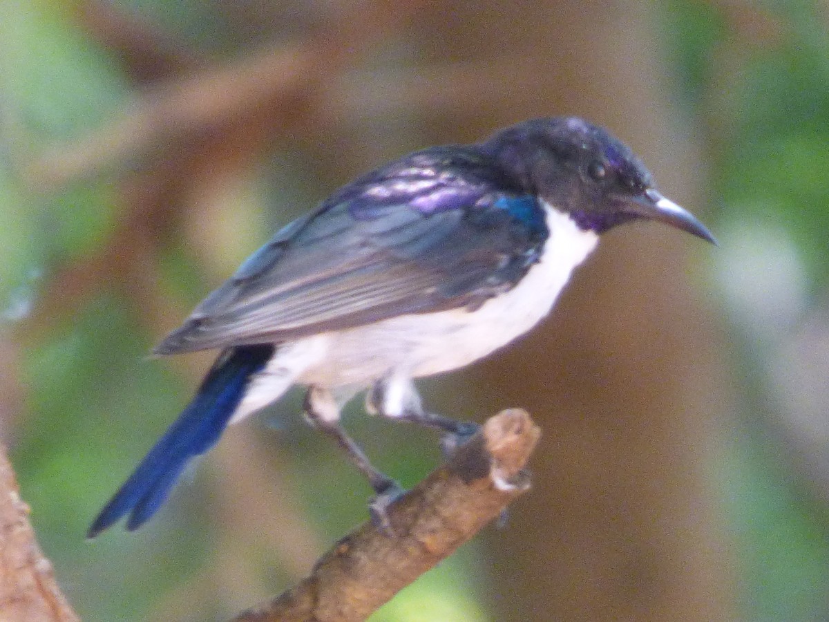 Eastern Violet-backed Sunbird - ML618753047