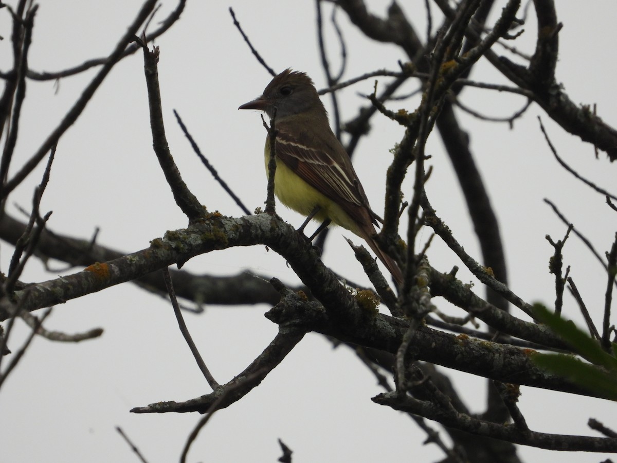 Great Crested Flycatcher - ML618753057