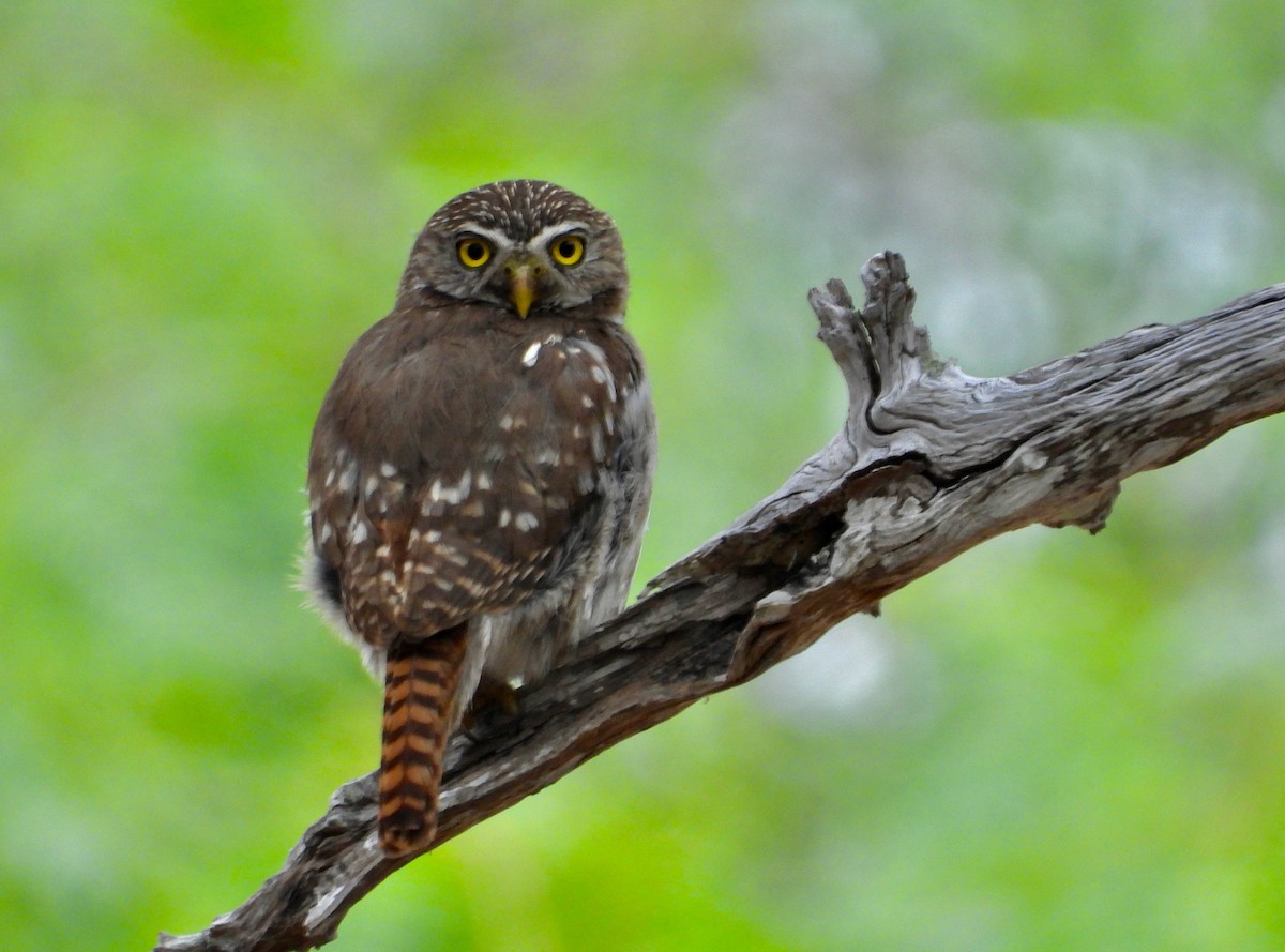 Ferruginous Pygmy-Owl - ML618753108