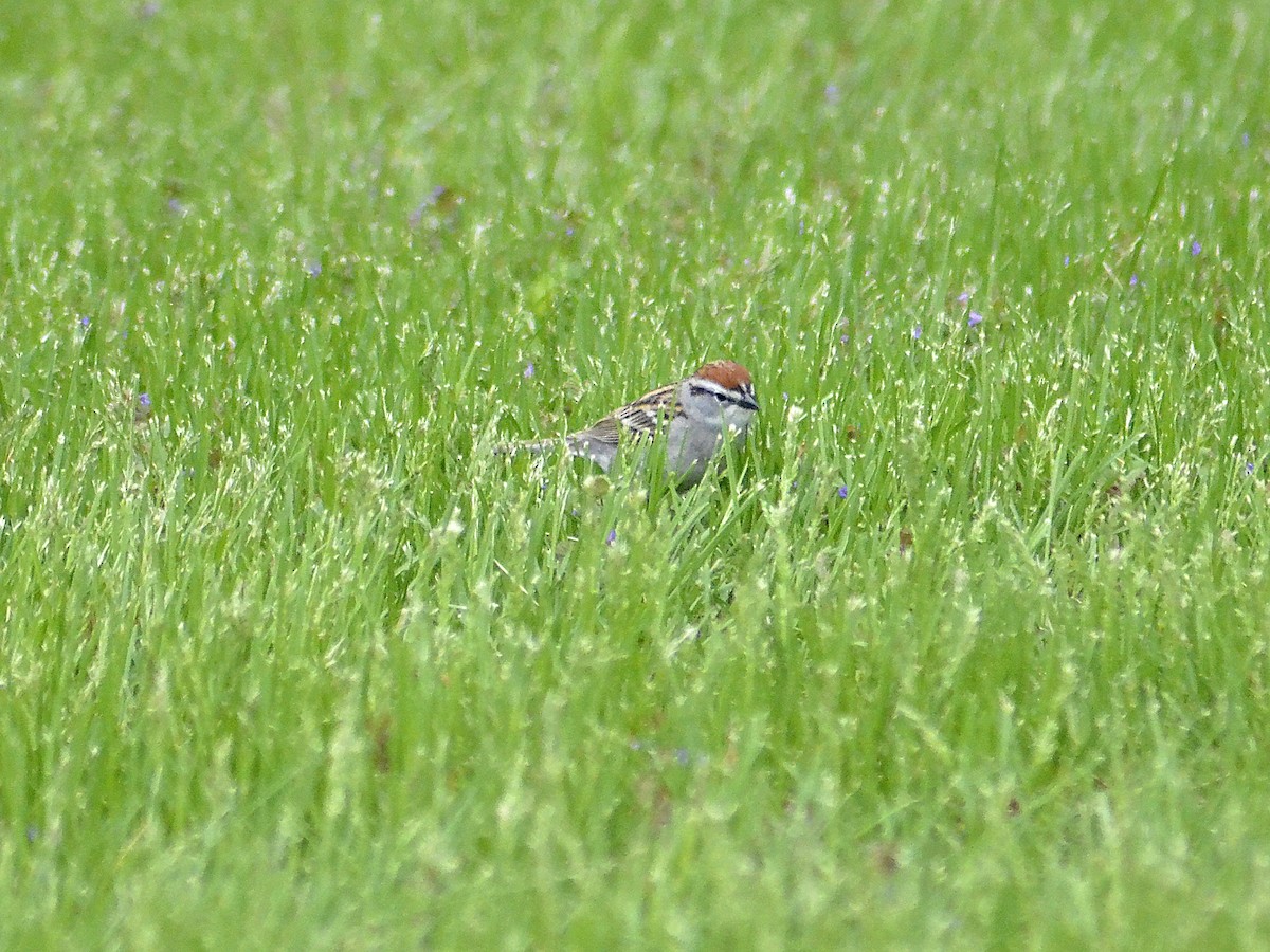 Chipping Sparrow - ML618753127