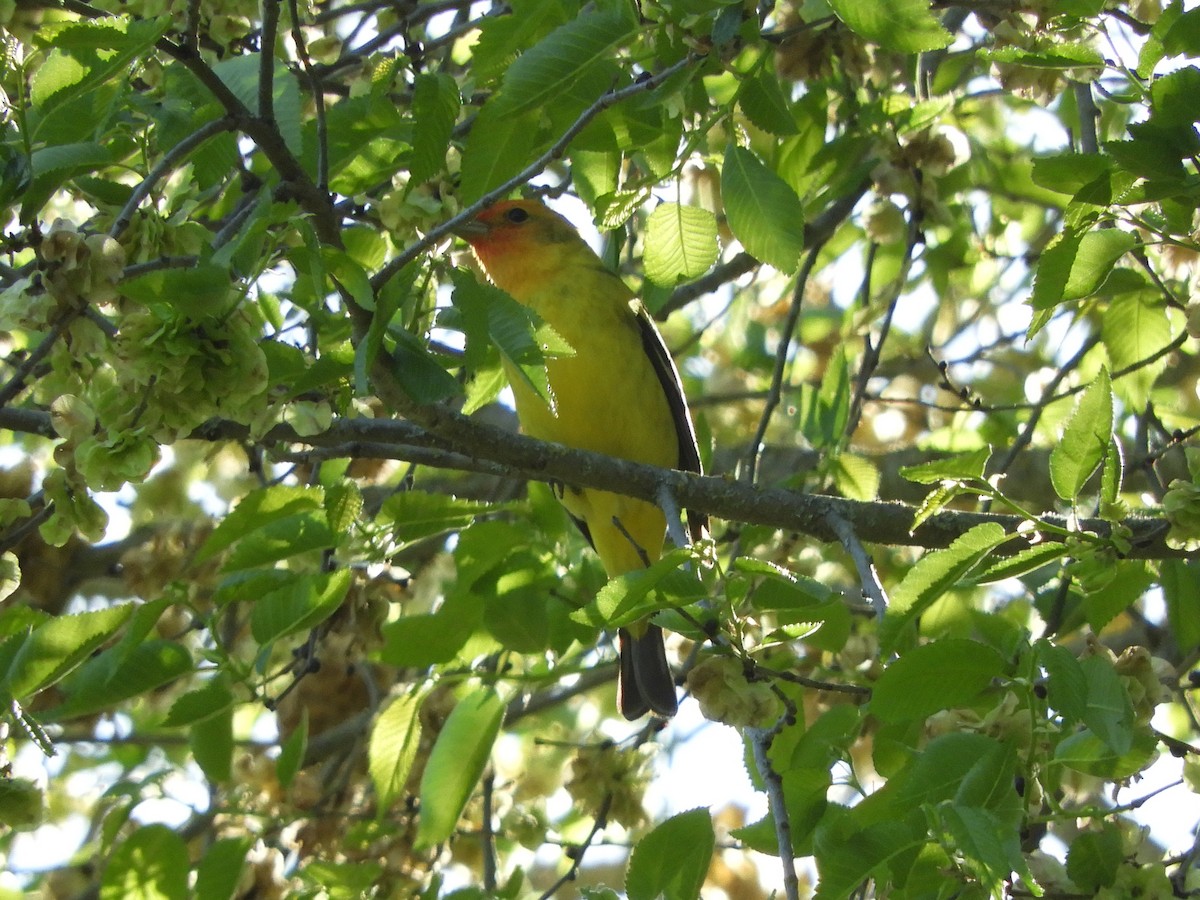 Western Tanager - ML618753157