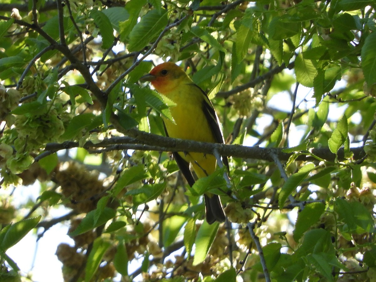 Western Tanager - ML618753158