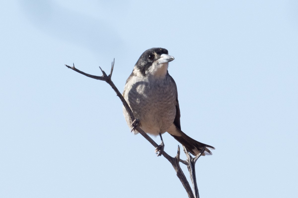 Gray Butcherbird - ML618753159