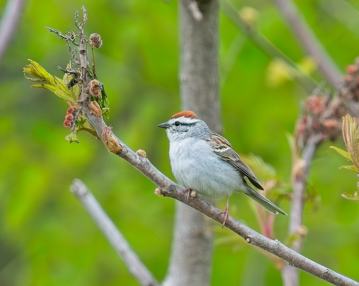 Chipping Sparrow - ML618753160