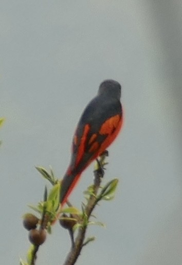 赤紅山椒鳥 - ML618753215