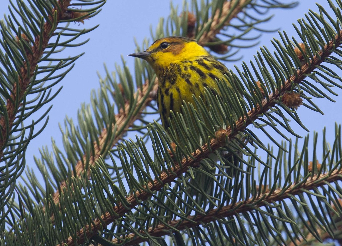Cape May Warbler - ML618753246