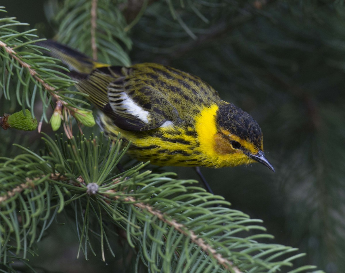 Cape May Warbler - ML618753247