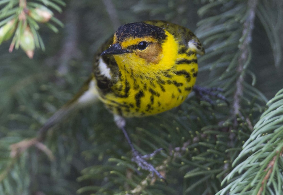 Cape May Warbler - ML618753248