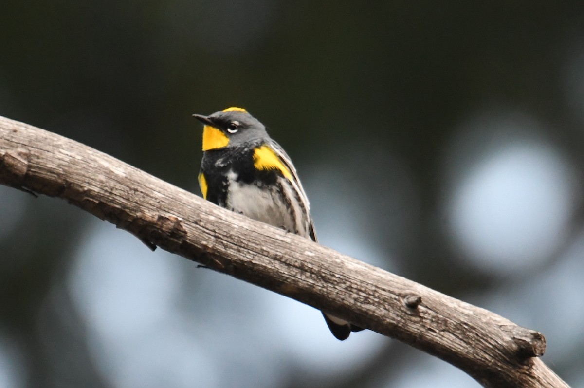 Yellow-rumped Warbler (Audubon's) - ML618753266