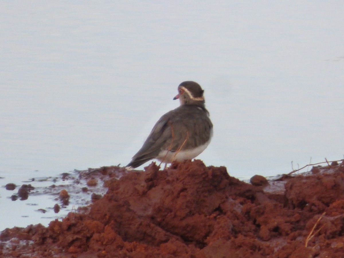 Three-banded Plover - ML618753276