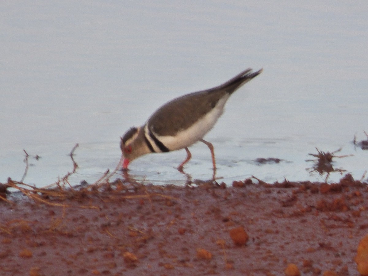 Three-banded Plover - ML618753277