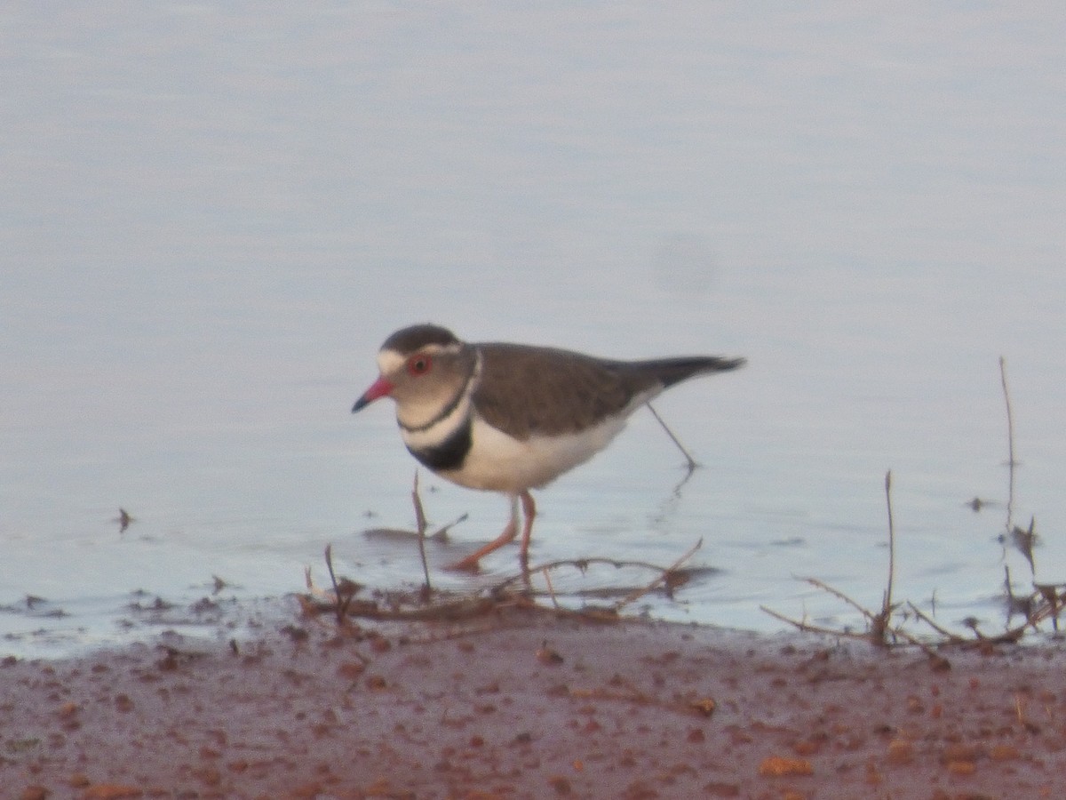 Three-banded Plover - ML618753278