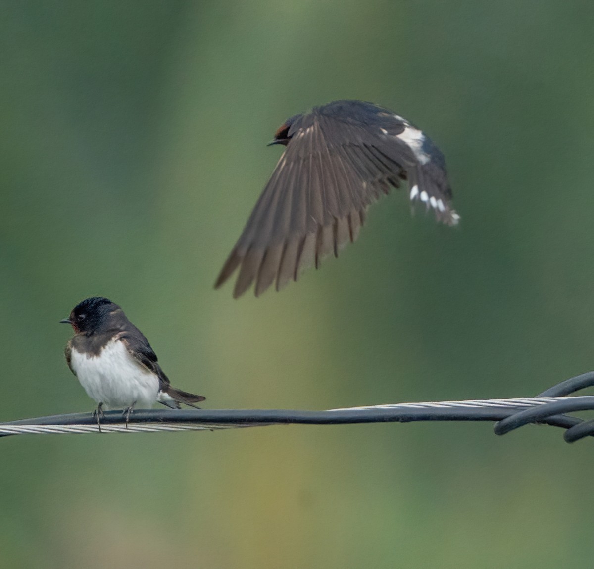 Pacific Swallow - ML618753290