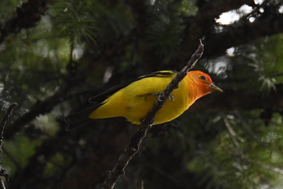 Western Tanager - ML618753291